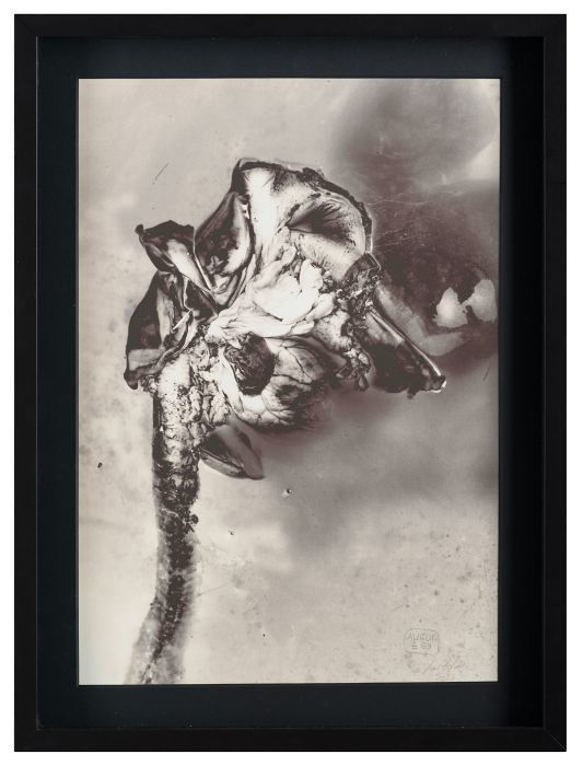 #69 (aus der Serie AUGUR), 2022	

Pigmentdruck auf Photo Rag, 48 x 35 cm, Künstlerrahmung 

Auflage: 1/1, signiert, datiert und beschriftet

Ausrufpreis: 500,-