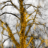 Baumgold II (aus der Serie BAUM.GOLD), 2017

Pigmentprint auf Alu-Dibond, 40 x 40 cm
Unikat (1/1), rückseitig signiert und beschriftet

Ausrufpreis: 350,-